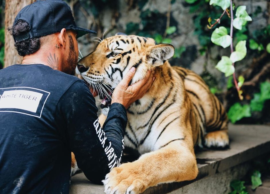 Самая большая кошка в мире Лигр Геркулес
