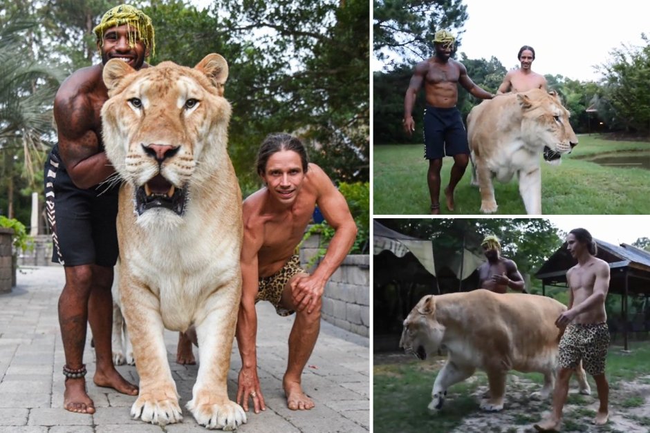 Огромный Лигр гибридный Аполлон