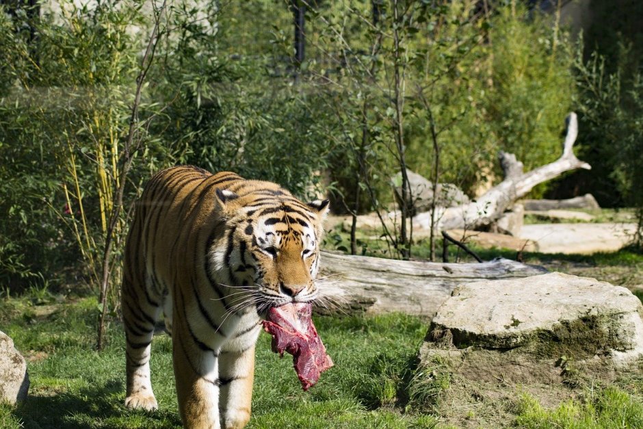 Самый большой тигр в истории человечества