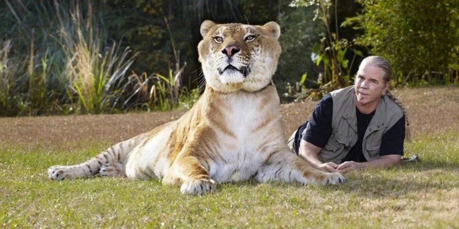 Тигр и человек Дружба