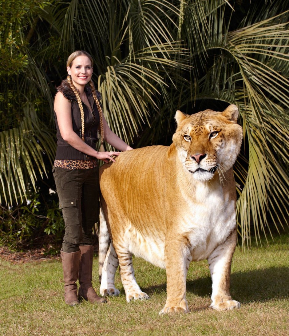 Лигр Лигр Геркулес