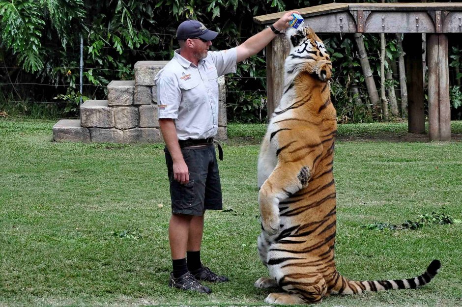 Запашный с тигром