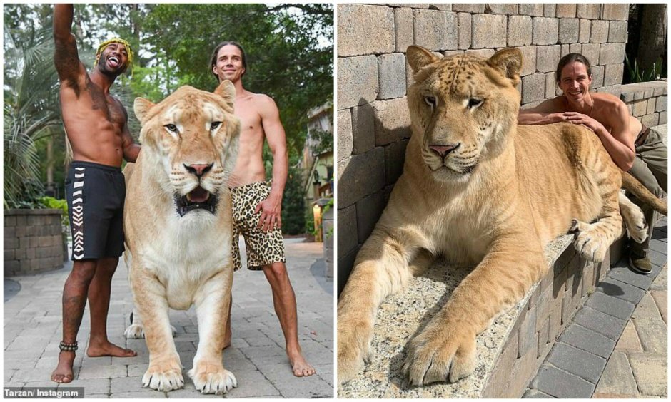 Тигр и Лигр Аполлон