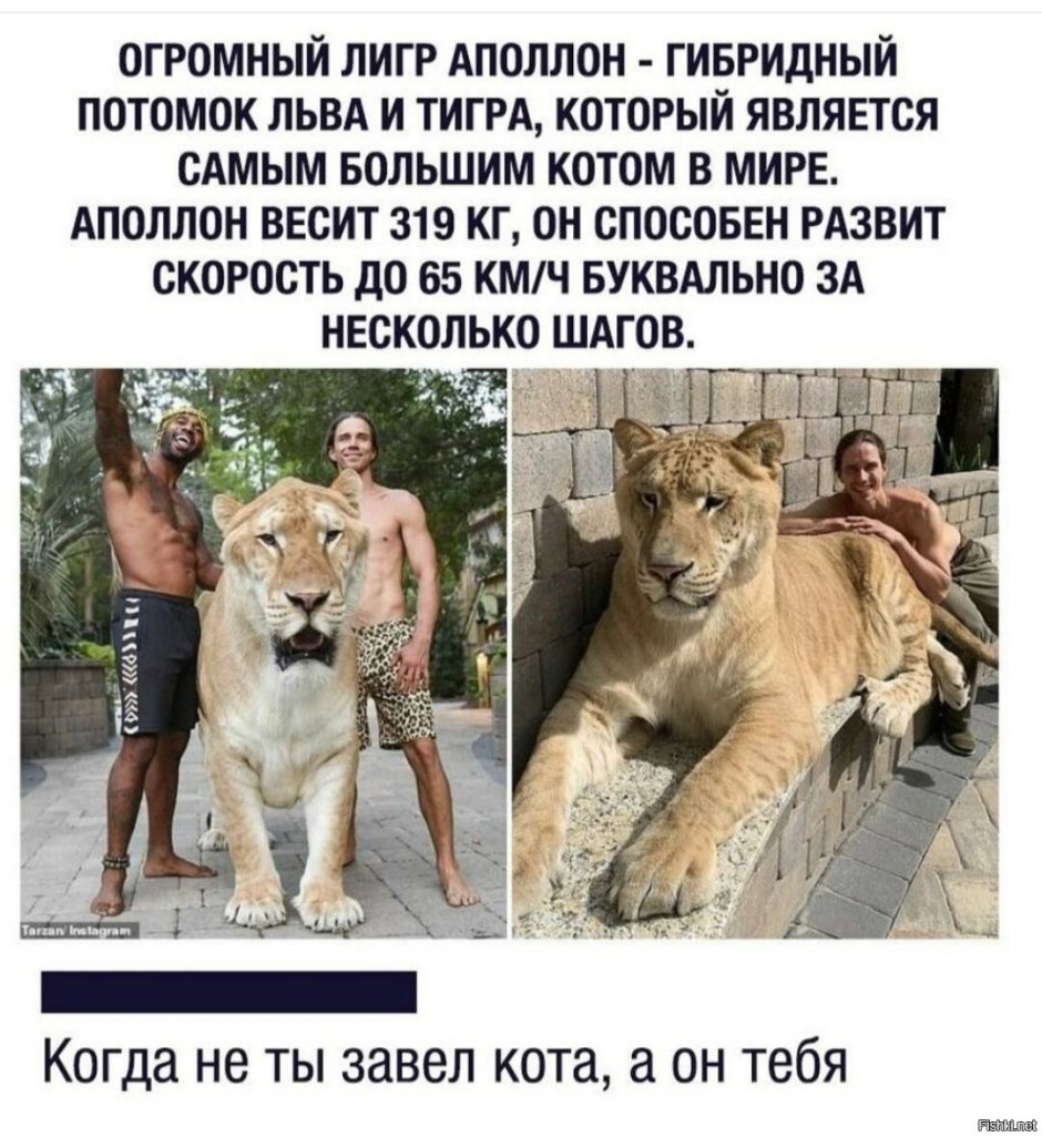 Самый большой Лигр в мире