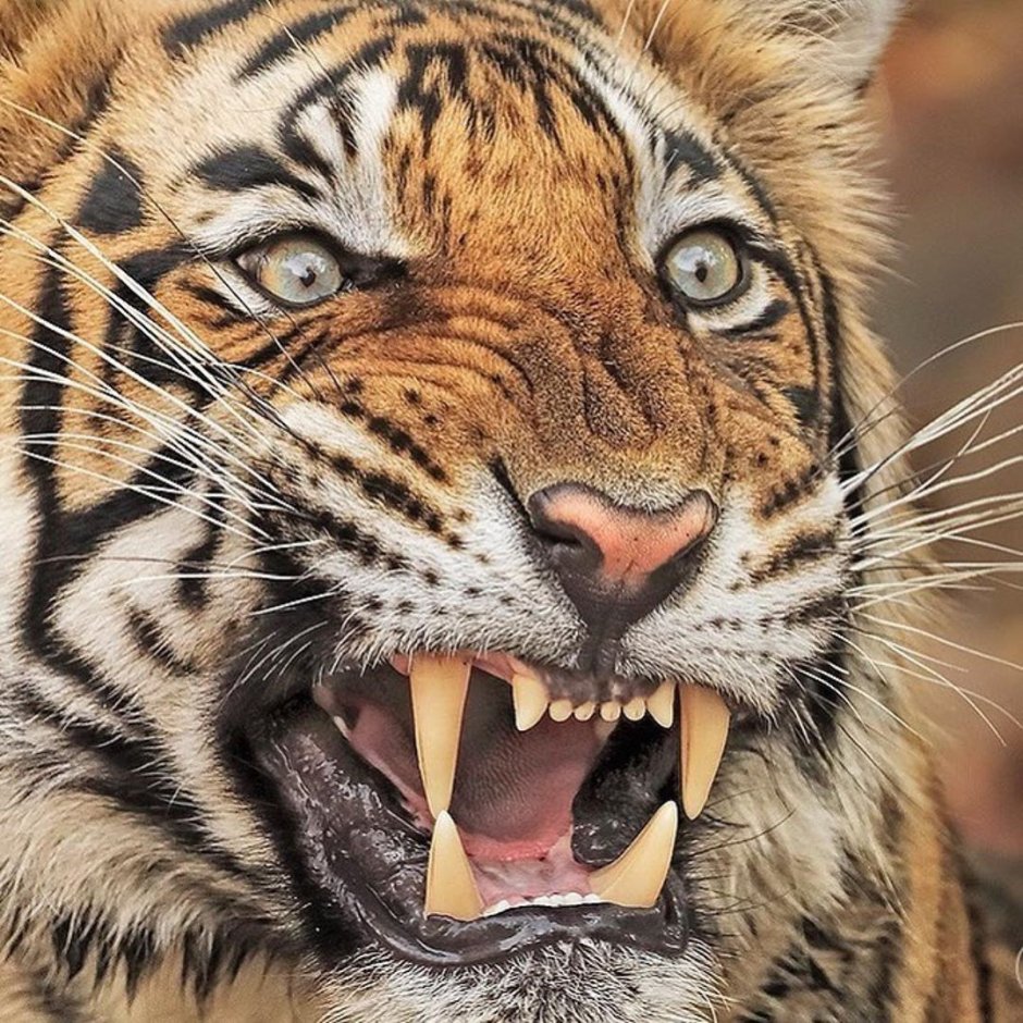 Лигр Геркулес самый большой тигр вес