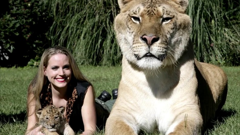 Амурский тигр и человек