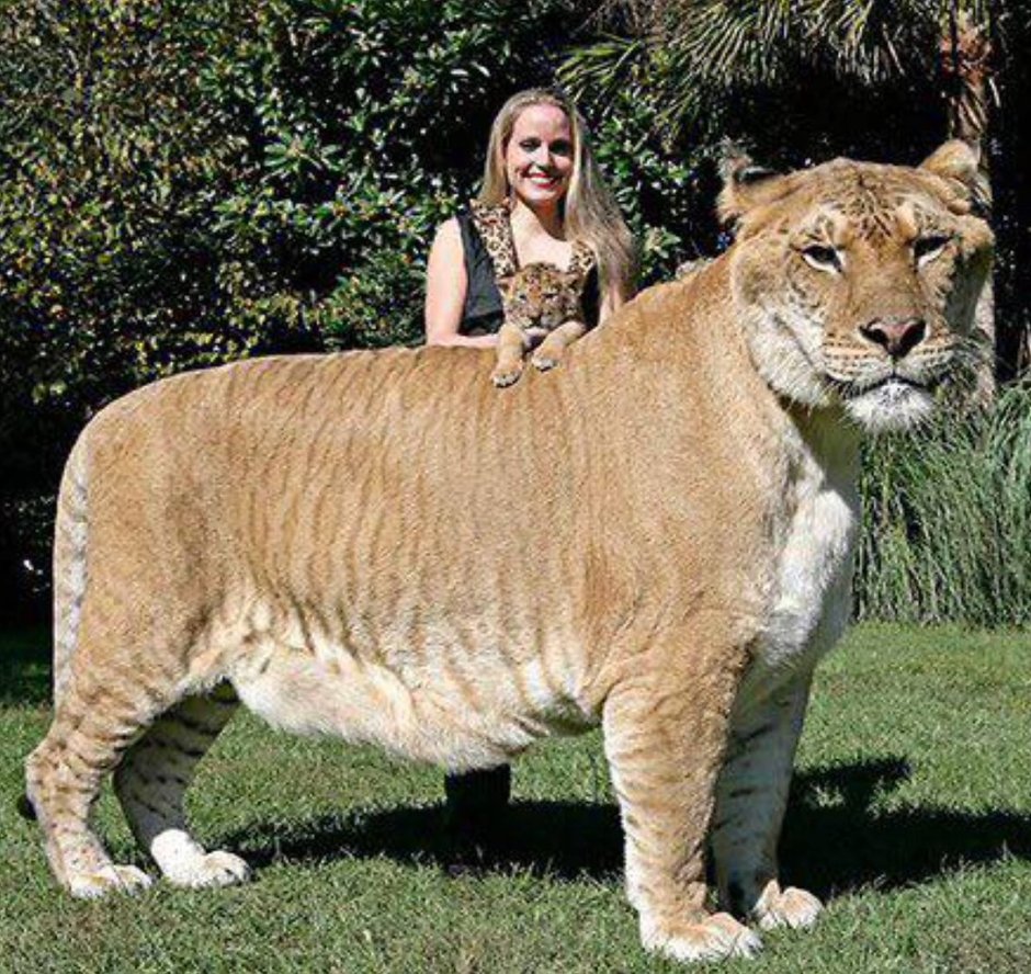 Лигр Геркулес