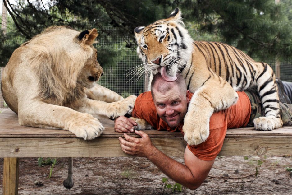 Лигр Аполлон