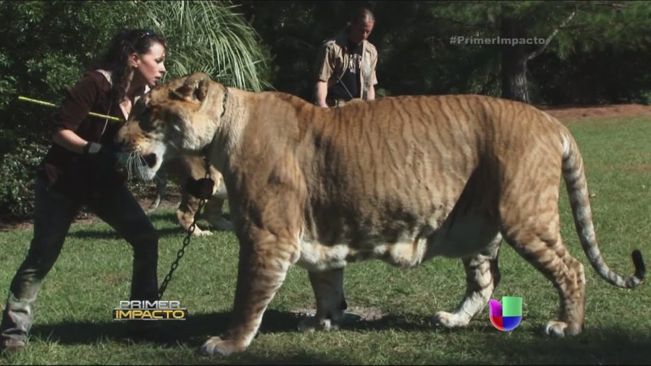 Огромный тигр