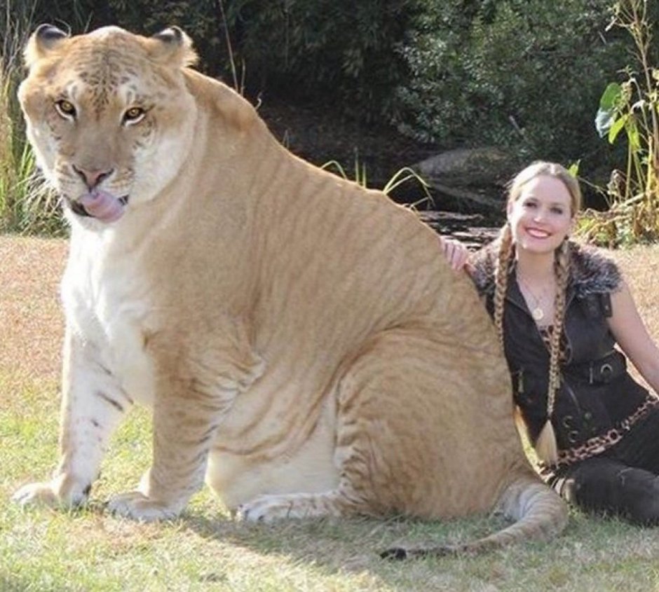 Тигр в бассейне