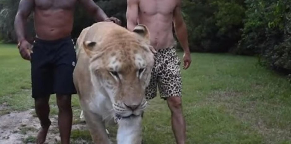 Амурский тигр в широколиственных лесах