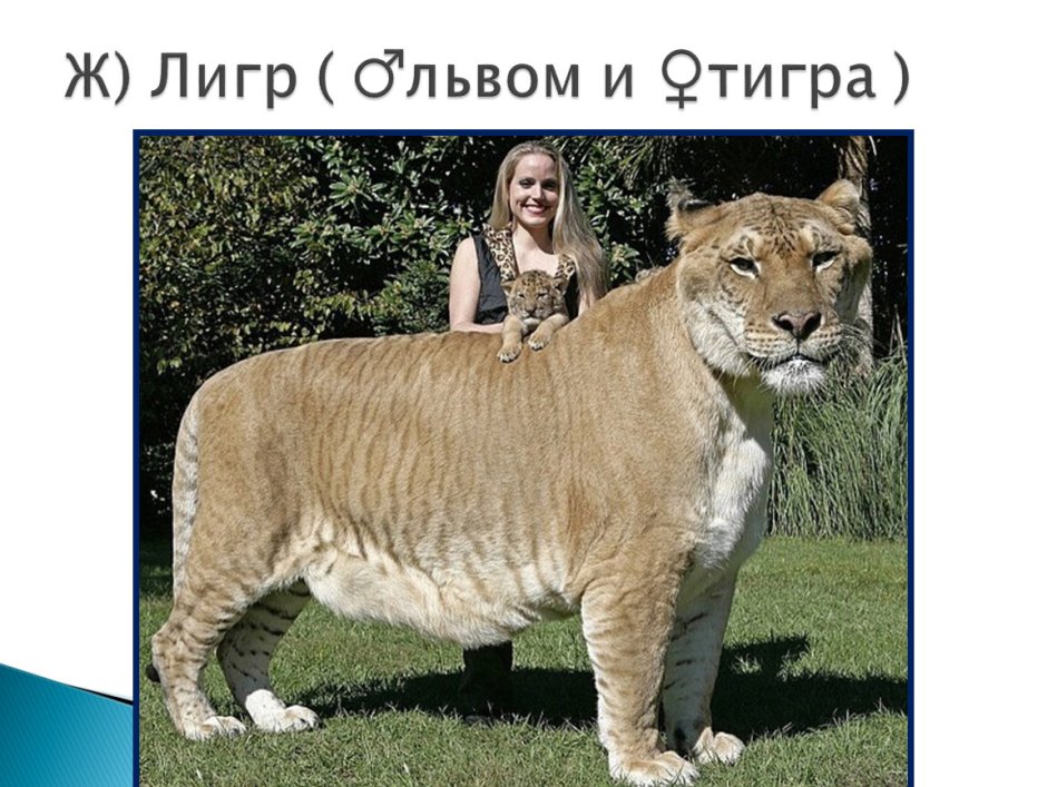 Самый большой Лев