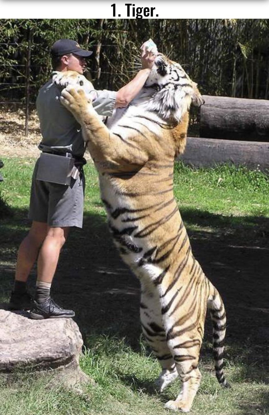 Амурский тигр Владивосток