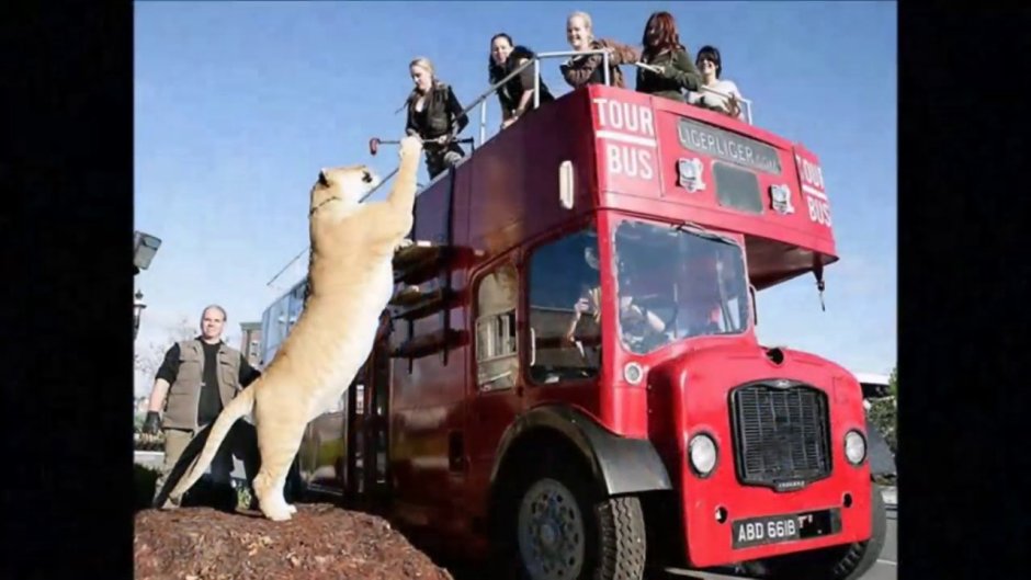 Тик ток тигрица