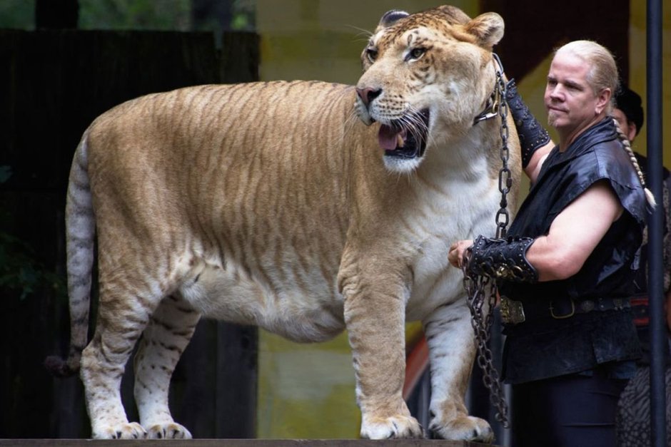 Тигр на задних лапах