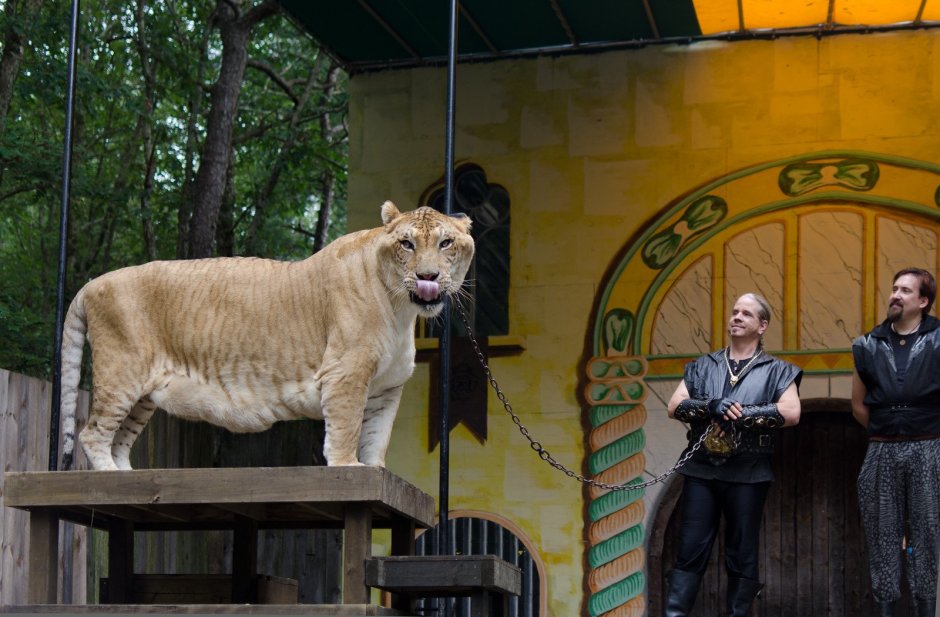 Лигр Геркулес гибрид Льва и тигра