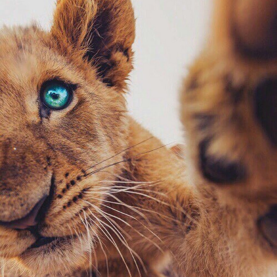 Лев с голубыми глазами