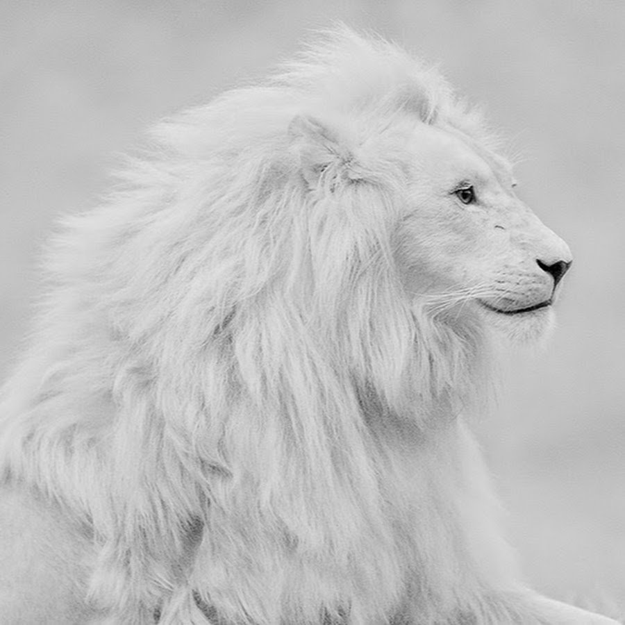 Амирхан Лев белый Лев