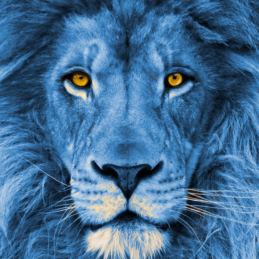 Лев с голубыми глазами