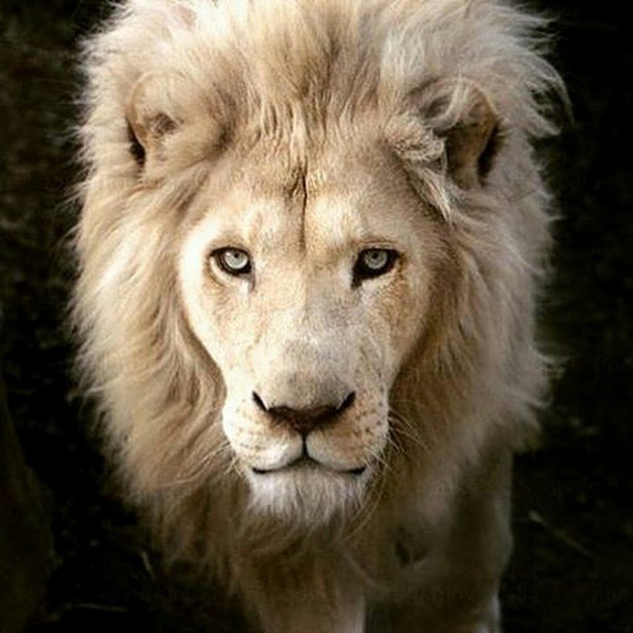 Лев в очках