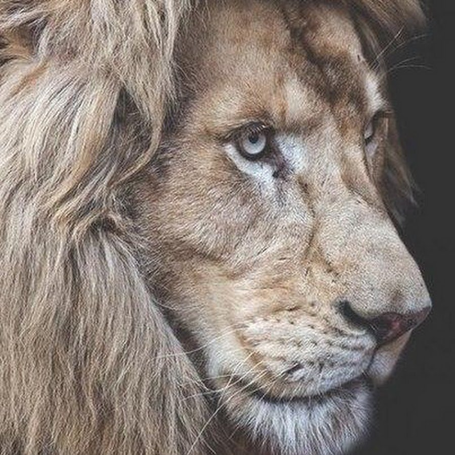 Львица оскал