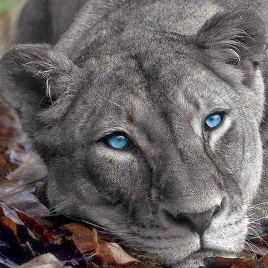 Пантера с голубыми глазами