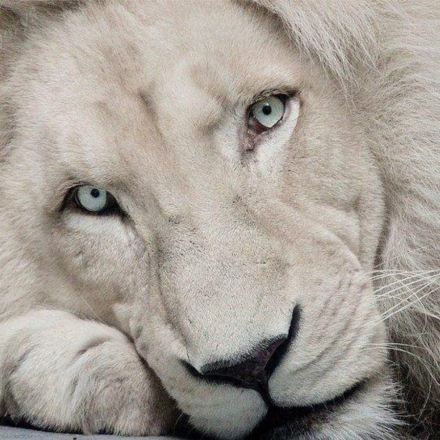 Белый Лев альбинос