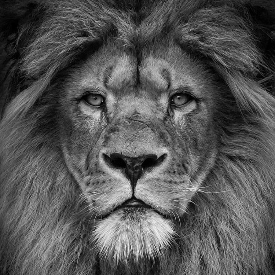 Лев с голубыми глазами