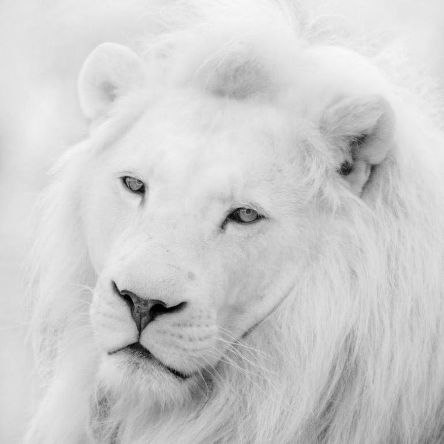 Лев Эстетика