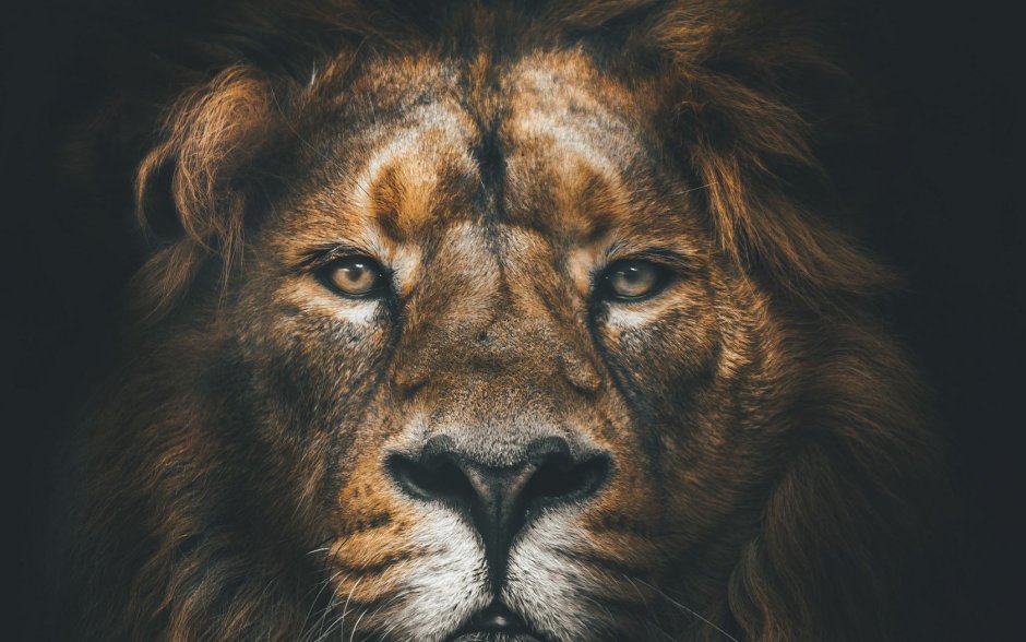 Лев с короной