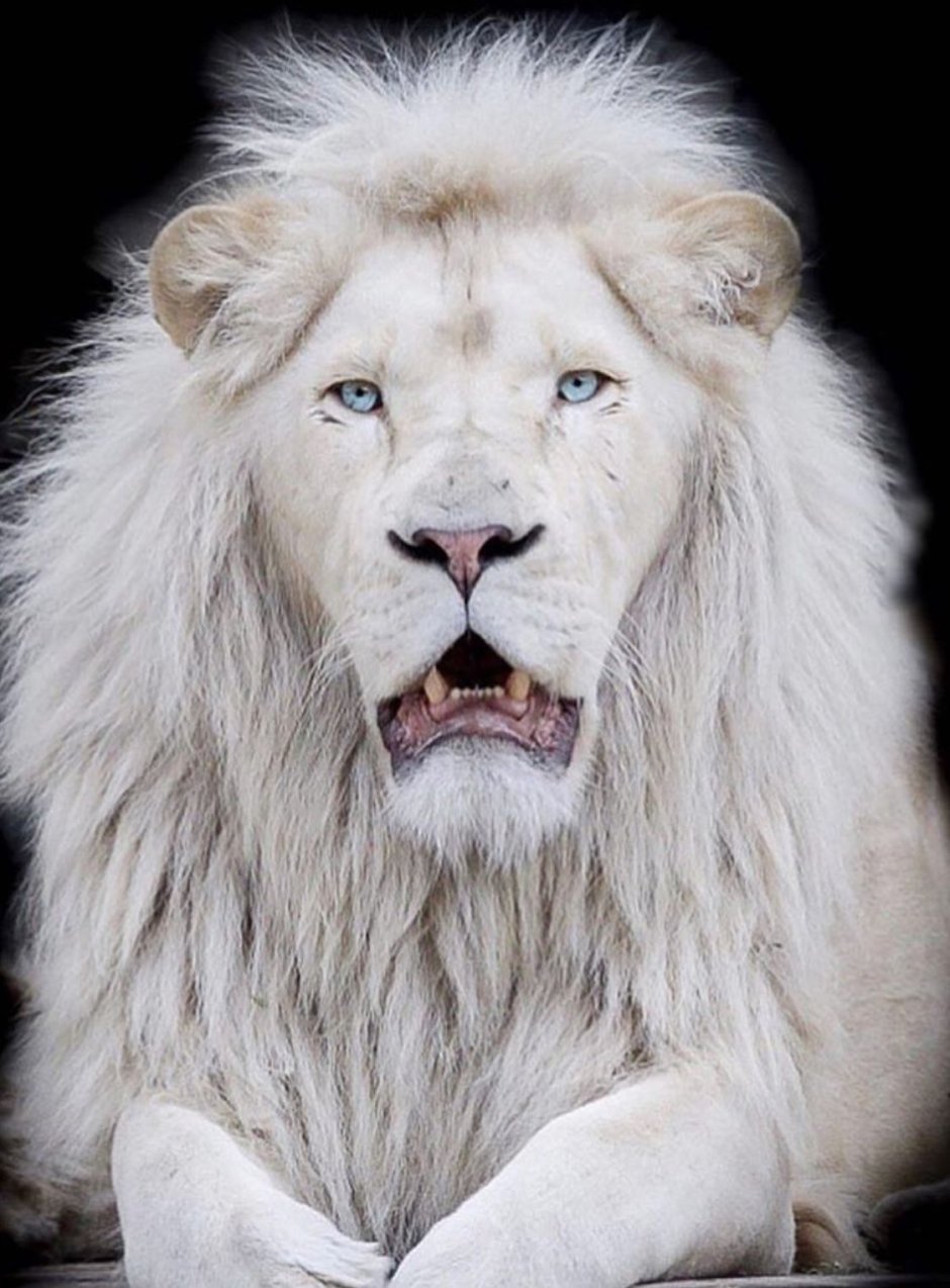 Белый Лев альбинос