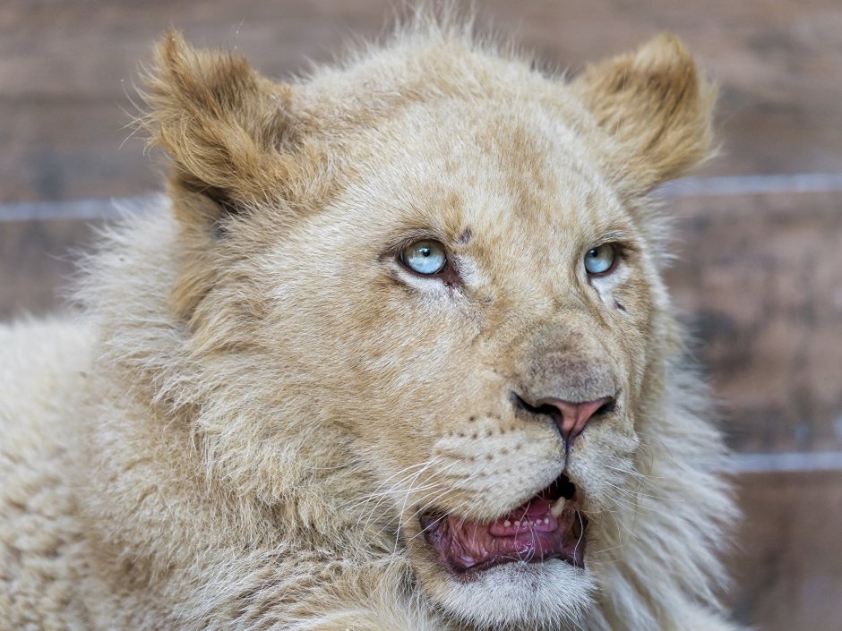 Леонардо белый Лев