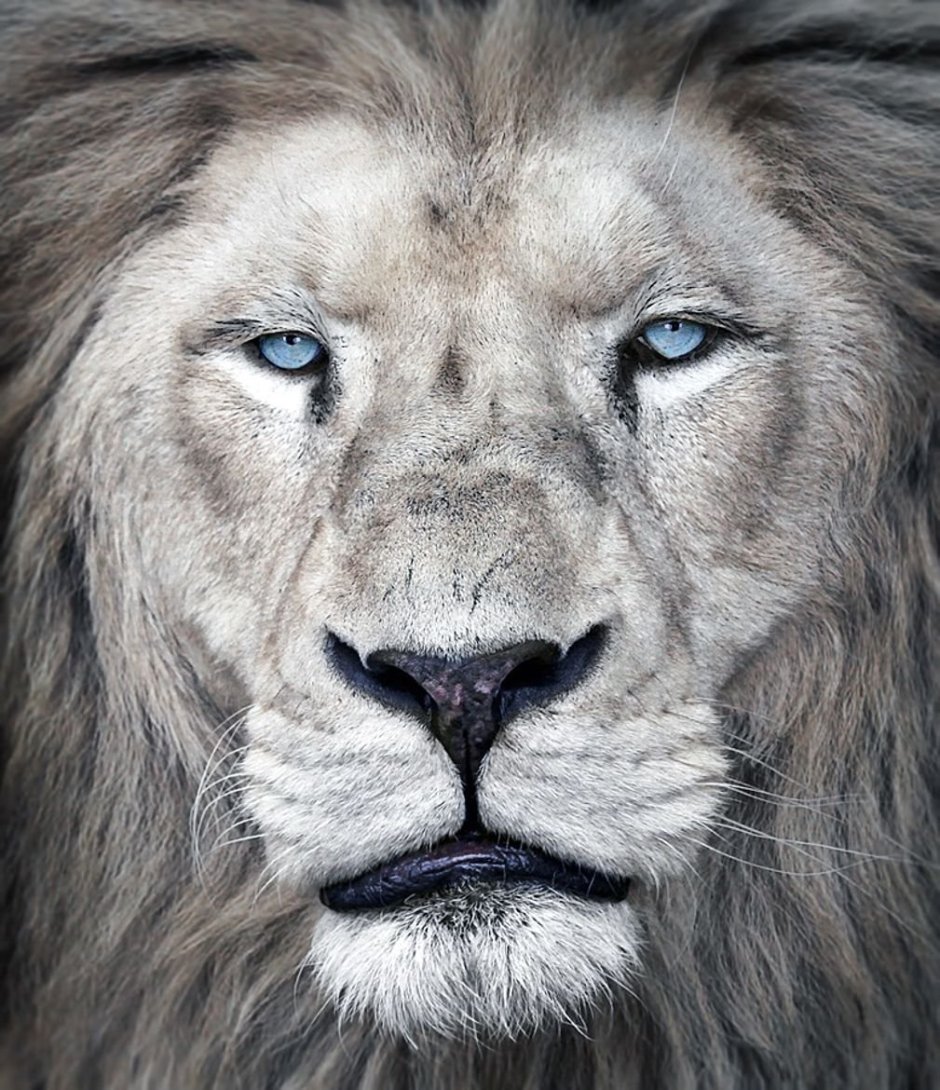 Лев с голубыми глазами