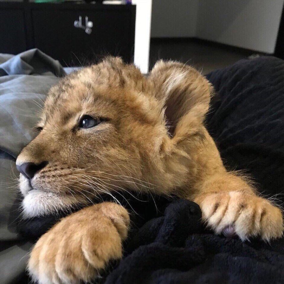 Лев смешной рисунок