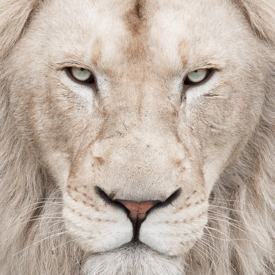 Белый Лев с голубыми глазами