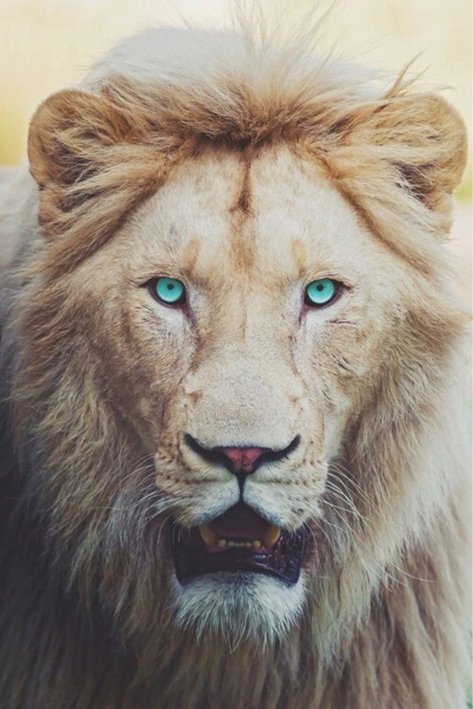 Белый Лев с голубыми глазами