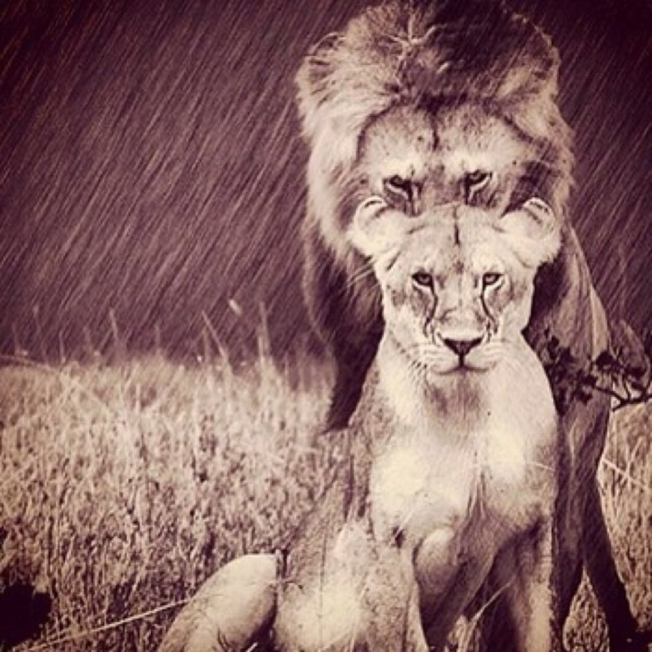 Львенок в доме