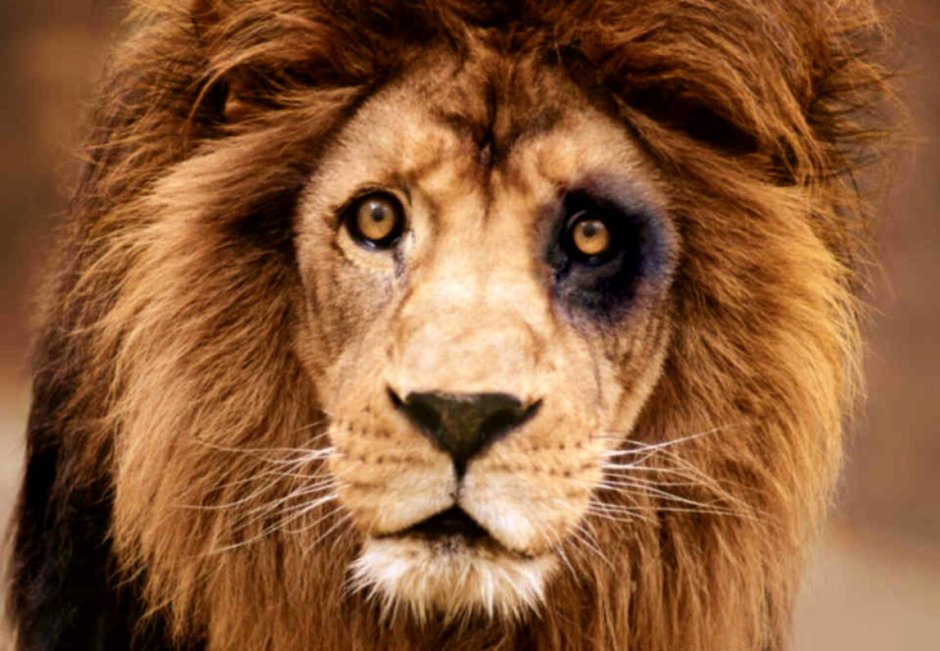 Тигр с голубыми глазами