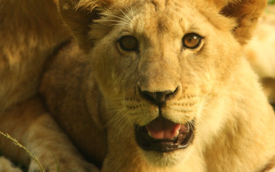 Блондинка с тигром