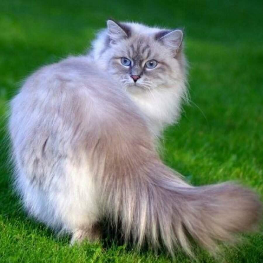 Сибирская Невская маскарадная