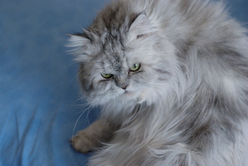 Персидская длинношерстная шиншилла