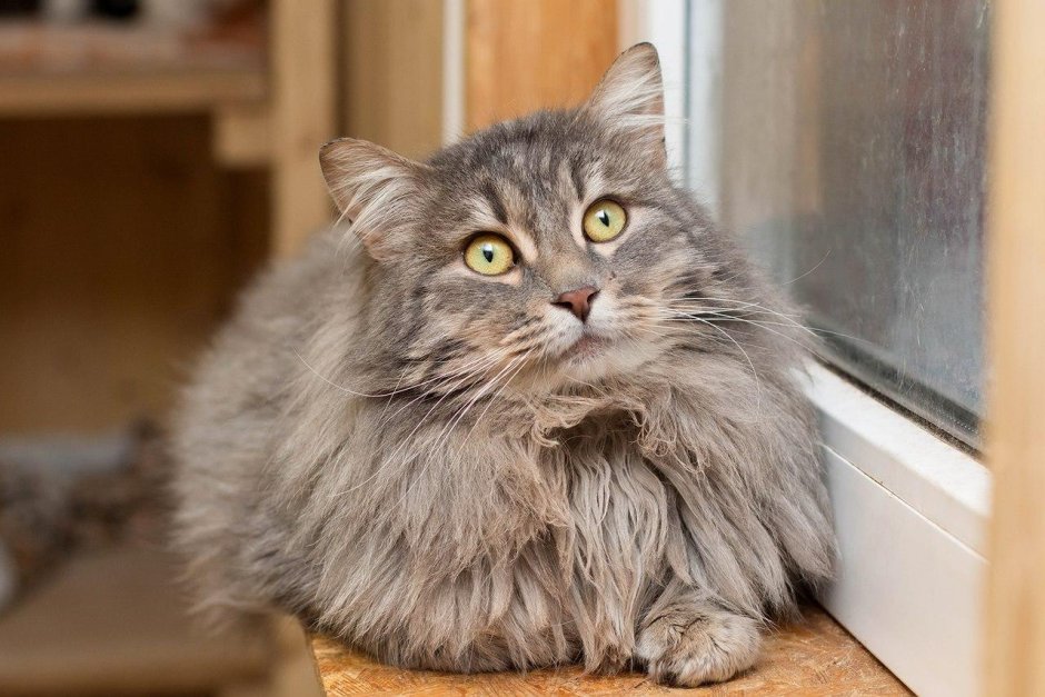 Сибирская кошка серая