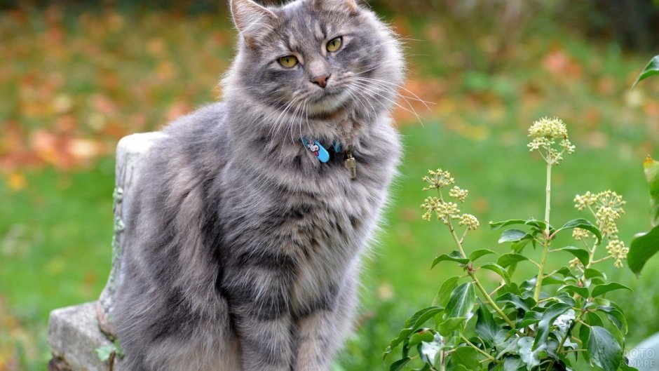 Норвежская Лесная кошка дымчатая