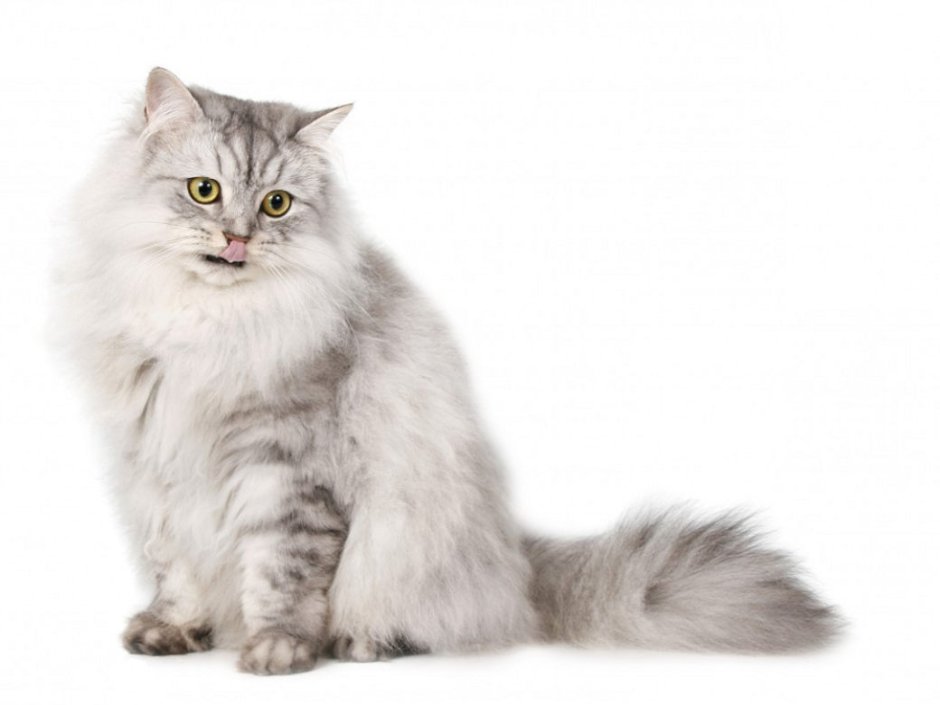 Бурмилла длинношерстная