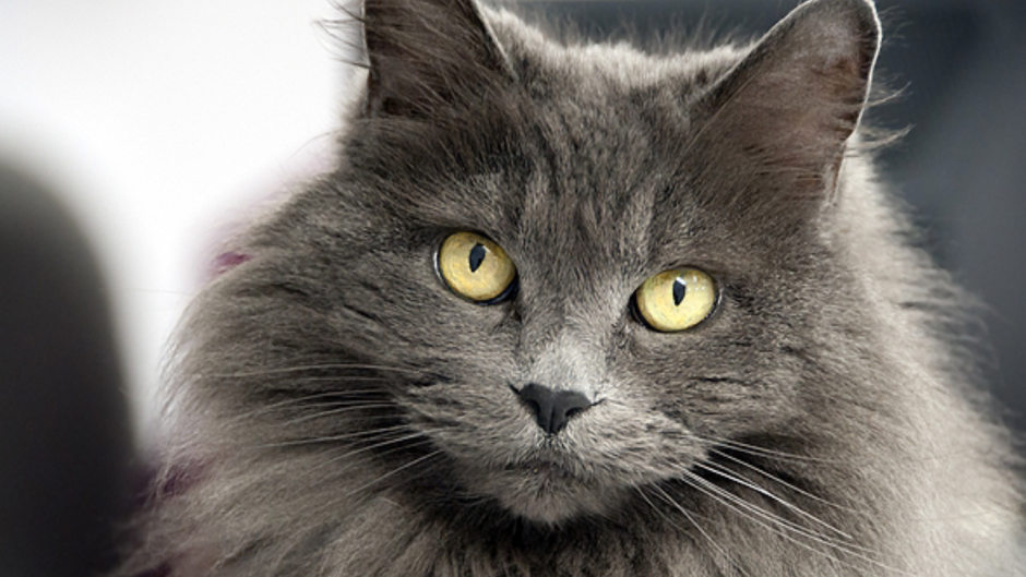 Сибирский Нибелунг длинношерстный