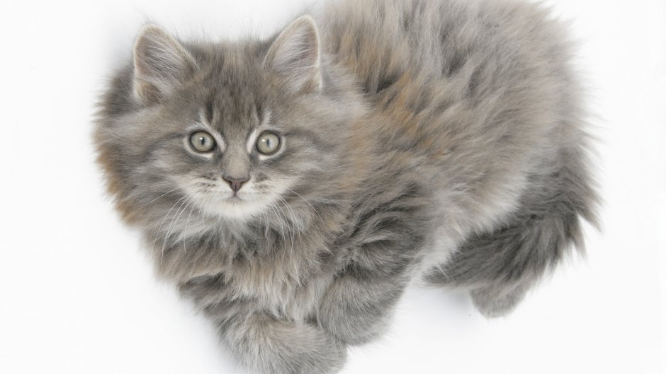 Серый пушистый котенок