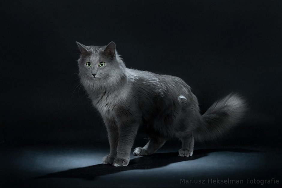 Нибелунг длинношерстная