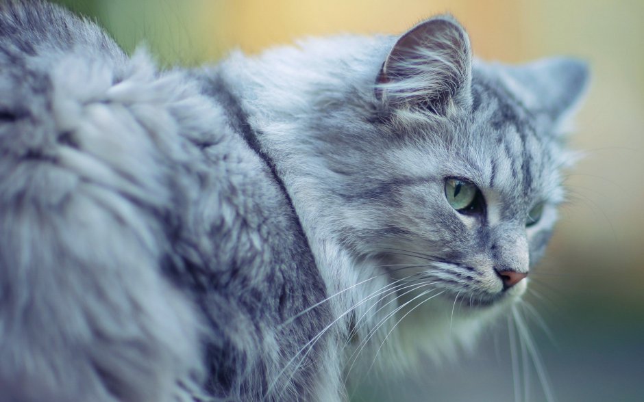 Сибирский кот серый полосатый