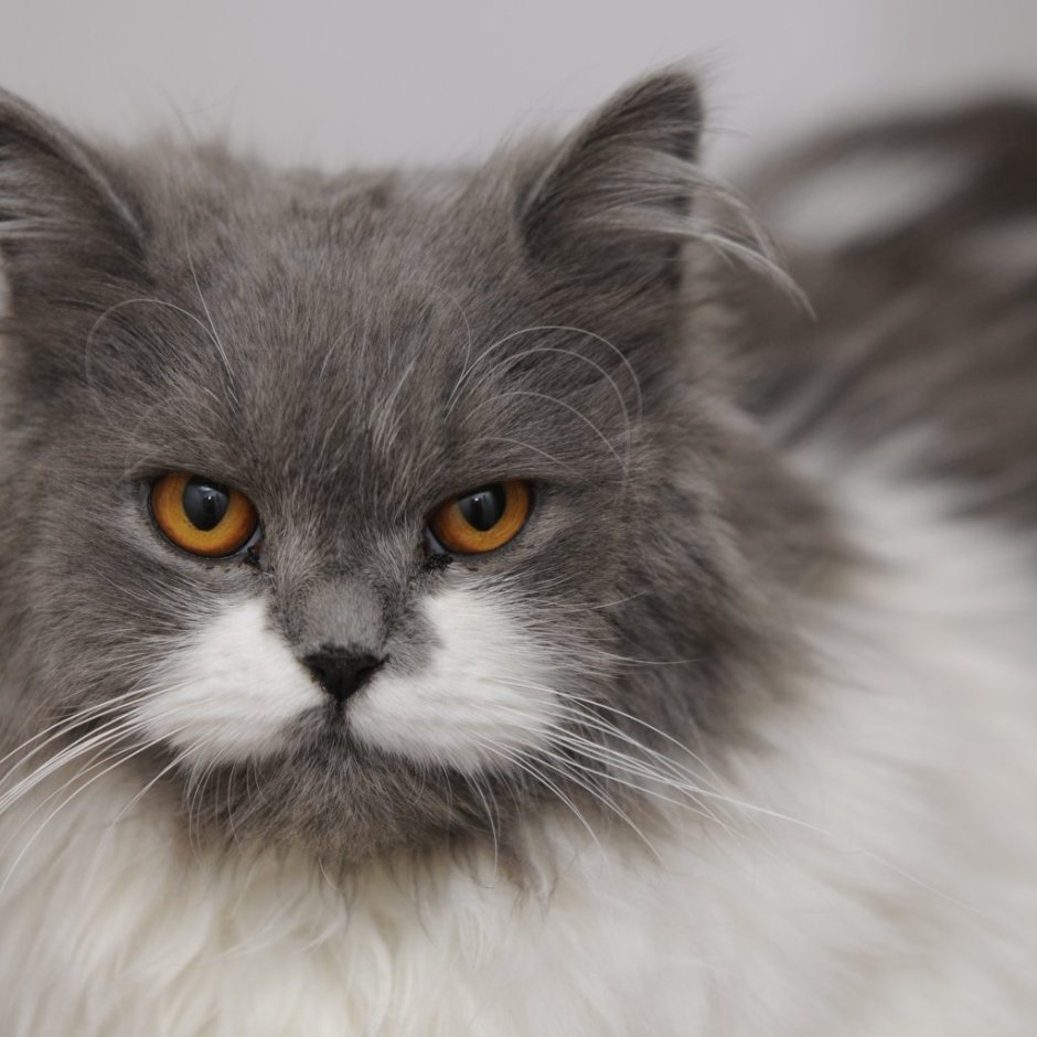 Красивая Британская кошка длинношерстная