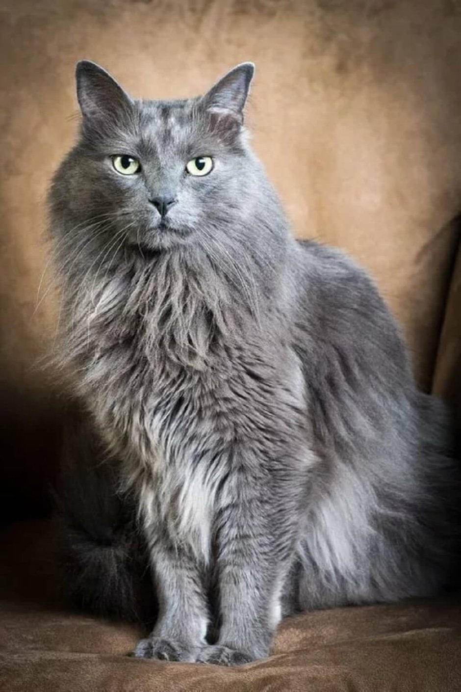 Сибирский Нибелунг длинношерстный